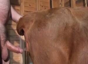 A Man Fuck Cow Porn - Cow Fucking - Extrem Sex and Taboo Porn.