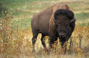 Barefoot Gay Furry Gorilla Porn - The American Bison is a bovine mammal which displays homosexual behavior.