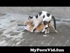 Cat Sex Porn - Cats mating - Best cat mating 2 from bilada sex Watch Video - MyPornVid.fun