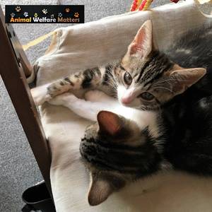 Cat And Mouse Girls Porn - Feline Idiopathic Cystitis (FIC)? find this amazing photo from Katzenworld