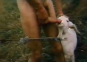 Goat Sex Girls Porn - Secret goat sex