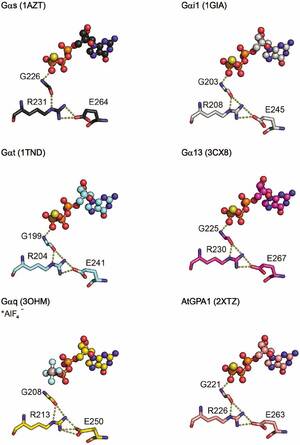 Girlsdoporn E245 - A Universal Allosteric Mechanism for G Protein Activation | bioRxiv