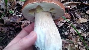 Mushroom - Mushroom porn