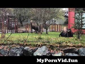 Canadian Moose Porn - Bull moose rutting mating season Fall in Alaska from moose bull mating  documentaryarina xxx sex pornhub Watch Video - MyPornVid.fun