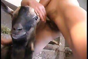 Goat Sex Girls Porn - Goat fucking women in bestiality farm