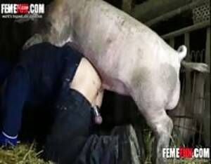 asian pig sex - Pig woman xxx - Extreme Porn Video - LuxureTV