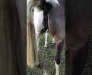 Equine Pony Mare Pussy - Beautiful mare in heat peeing, horse peeing, winking from winking mare pussy  Watch Video - MyPornVid.fun