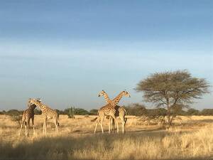 Giraffe Hot Kinky Porn - West African Giraffe Return To Gadabedji Biosphere Reserve After 50 Years  Of Absence - Sahara Conservation