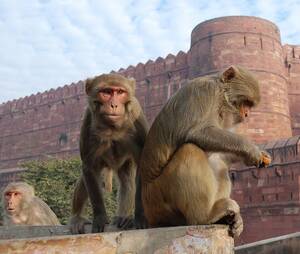 Monkey Porn - Rhesus Macaques