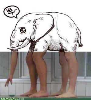 Elephant Anime Porn - MEMEBASE.com mammal joint shoulder head