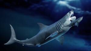 Great White Shark Sex Porn - Megalodon's extinction has a new clue involving great white sharks. |  Mashable