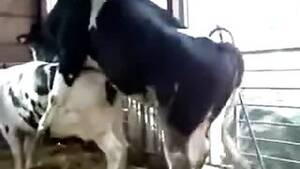 Lustful Cows Fucking - Lustful Cows Fucking | Sex Pictures Pass