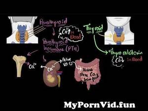Icdn Ped Porn - Parathyroid hormone & calcitonin | Chemical co-ordination | Biology | Khan  Academy from icdn pth ped kdz Watch Video - MyPornVid.fun