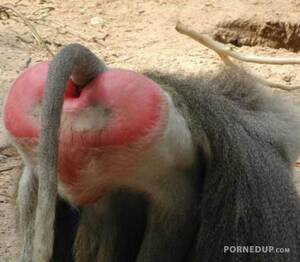 Baboon Tits - Heart shaped baboon ass - Porned Up!