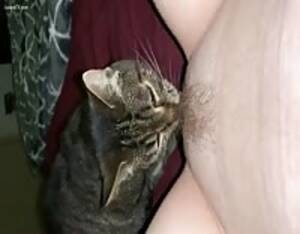 Cat Dick Porn - Cat licking penis - Extreme Porn Video - LuxureTV