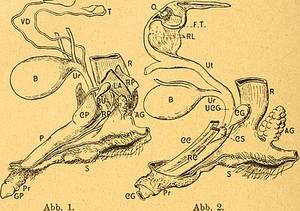 asian clit 1 2 3 - 1.) Male reproductive anatomy. Abb. 2 (Fig. 2.) Female reproductive  anatomy. Principal abbreviations (from von Eggeling) are: T, ...