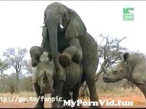 Elephant Fucks A Woman Porn - Elephant fucks a Rhino from raino fuck Watch Video - MyPornVid.fun