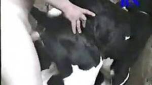 free calf sucking dick - Bestiality jerk having calf sucking his cock