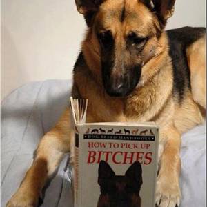 German Shepherd Porn Sites - At least it's not German Dog Porn, that stuff is weird! funny