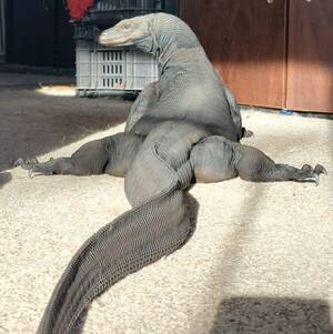 Komodo Dragon Furry Porn - Learning some new moves : r/funny