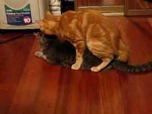 Cats Having Sex Porn - Kitty Porn