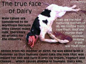 Caption Milk Theft - The vile dairy industry;