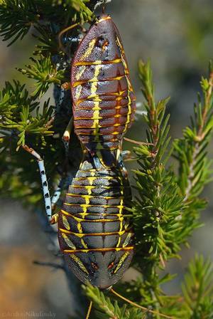 Insect Porn Anthropology - Mitchell's Diurnal, or Painted Trilobite Cockroachs, (Polyzosteria  mitchelli) mating in the coastal