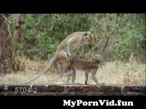 Monkey Porn - Monkey Porn from monky porn Watch Video - MyPornVid.fun