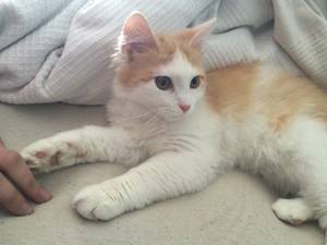 Cute Cat Porn - ((not actual cat porn))