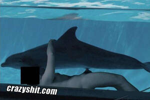 Dolphin Porn - CrazyShit.com | Dolphin Lovers Only - Crazy Shit