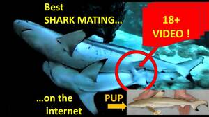 Great White Shark Sex Porn - Best SHARK MATING footage on YouTube - YouTube