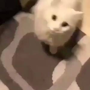 kitten hentai - ... #follow #followme #like #likeforlike #dailymemes #edgymemesforedgyteens  #filthyfrank #mlg #anime #hentai #porn #ifunny #milf #spongebob #dank  #dankmemes ...