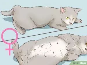 Cats Having Sex Porn - How to Determine the Sex of a Cat: 7 Steps (with Pictures)