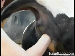 calf fisting - Fully naked farm girl is fisting a very big spotted cow