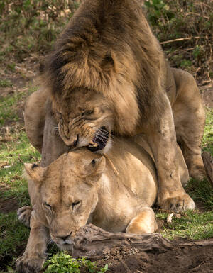 Lion Porno - File:Tanzania - Lion porn (11134287413).jpg - Wikipedia