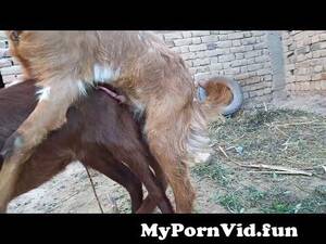 Goats Sex Movies - goat meeting 2023 | goat fast time meeting | goats sex video #goat #meeting  from bakarexxx Watch Video - MyPornVid.fun
