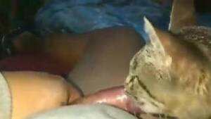 Guy Fucks Cat Porn - Fucked-up dude forces his cat to lick his cock