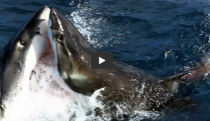 Great White Shark Sex Porn - JAWS Style Sex in the Great Big Ocean, Love at First Bite?