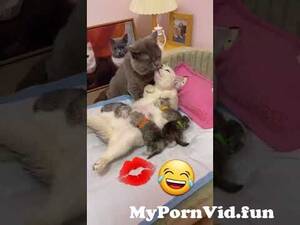 Cat Porn Video - cat pornðŸ’‹ðŸ˜‚ðŸ˜‚ #cats #cats_funny_videos from cat porn Watch Video -  MyPornVid.fun