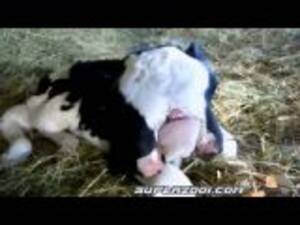 Man Fucks Calf Cow - Men Fuck Calf Videos - Free Porn Videos