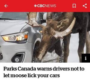 Canadian Moose Porn - Why can't moose lick your cars? Why can't they have the same rights you  have? : r/funny