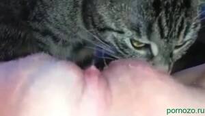 fat chick cat - Real zoo sex woman with cat home zooporn video Â» Download zoo porno videos  mp4 and free online