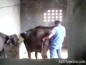Cow Porn Video - cow Animal porn videos