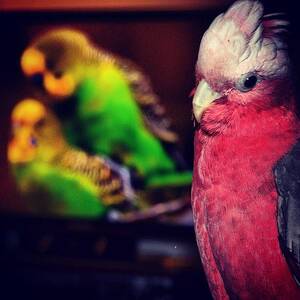 Bird Watching Porn - Pebbles Watching #budgie Porn #bird Photograph by Belinda Newell - Fine Art  America