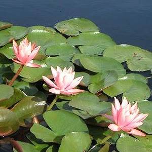 Bode Growth Ahegao Anime Porn - 