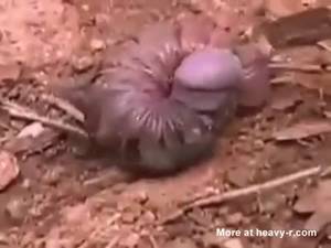 bizarre tranny dick - A Living Penis Worm