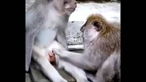 fat naked monkey - Monkey Funny - xxx Mobile Porno Videos & Movies - iPornTV.Net