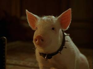 Babe Pig Movie Porn - The bull terrier resolves Babe's ambivalence by giving the pig his own  spiked collar to symbolize their new alliance. He admits that \