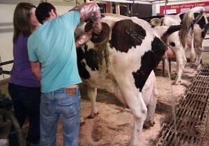 calf fisting - TIL how to fist a fistulated cow. : r/pics