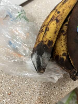 Furry Banana Porn - Is this still ok to use for banana bread as the mold is on the peel? :  r/mycology